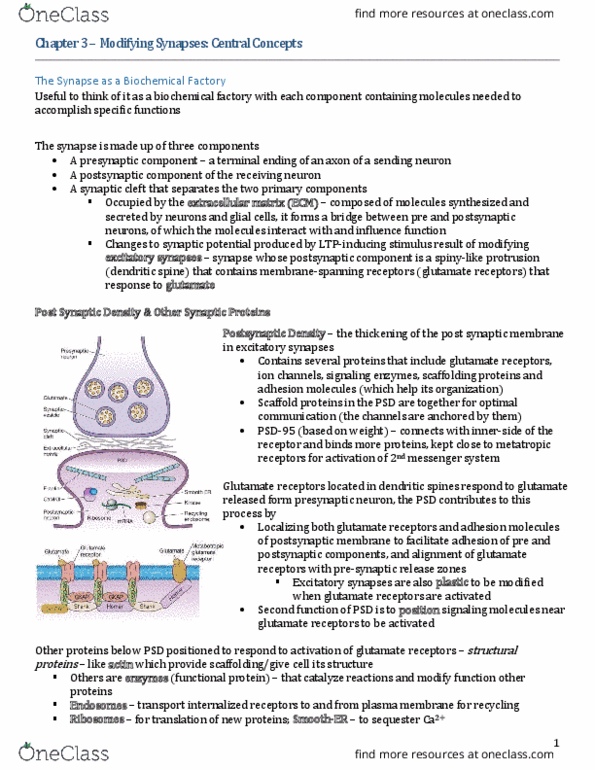 PSY492H1 Chapter Notes - Chapter 3: Cyclic Adenosine Monophosphate, Excitatory Synapse, Cell Adhesion Molecule thumbnail