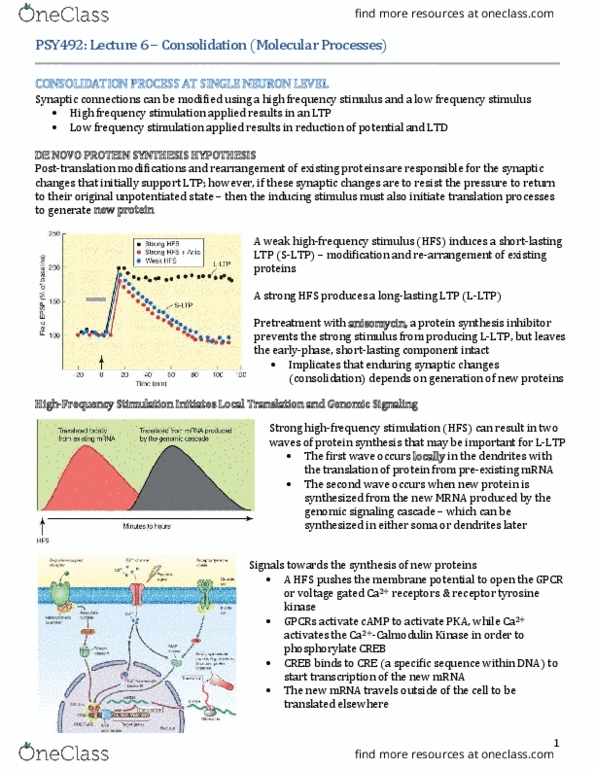 PSY492H1 Lecture Notes - Lecture 6: Protein Synthesis Inhibitor, Apical Dendrite, Receptor Tyrosine Kinase thumbnail