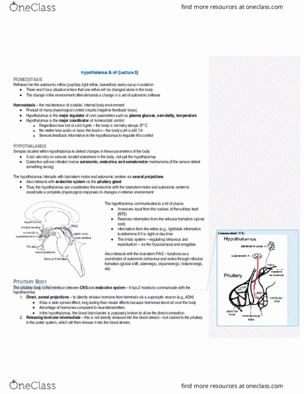 PSL300H1 Lecture Notes - Lecture 32: Pupillary Light Reflex, Anterior Pituitary, Melanocortin thumbnail