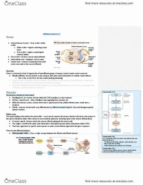 PSL300H1 Lecture Notes - Lecture 28: Golgi Tendon Organ, Stretch Reflex, Afferent Nerve Fiber thumbnail