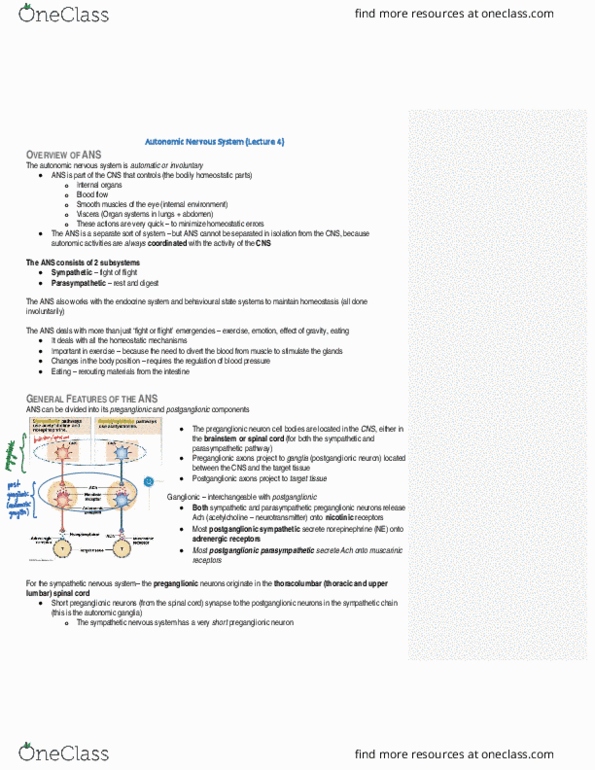 PSL300H1 Lecture Notes - Lecture 31: Autonomic Nervous System, Postganglionic Nerve Fibers, Parasympathetic Nervous System thumbnail
