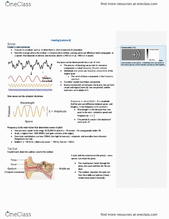PSL300H1 Lecture Notes - Lecture 24: Cochlear Duct, Tympanic Duct, Basilar Membrane thumbnail