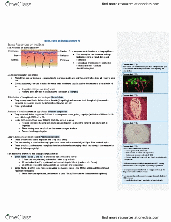 PSL300H1 Lecture Notes - Lecture 25: Lamellar Corpuscle, Postcentral Gyrus, Spinal Nerve thumbnail