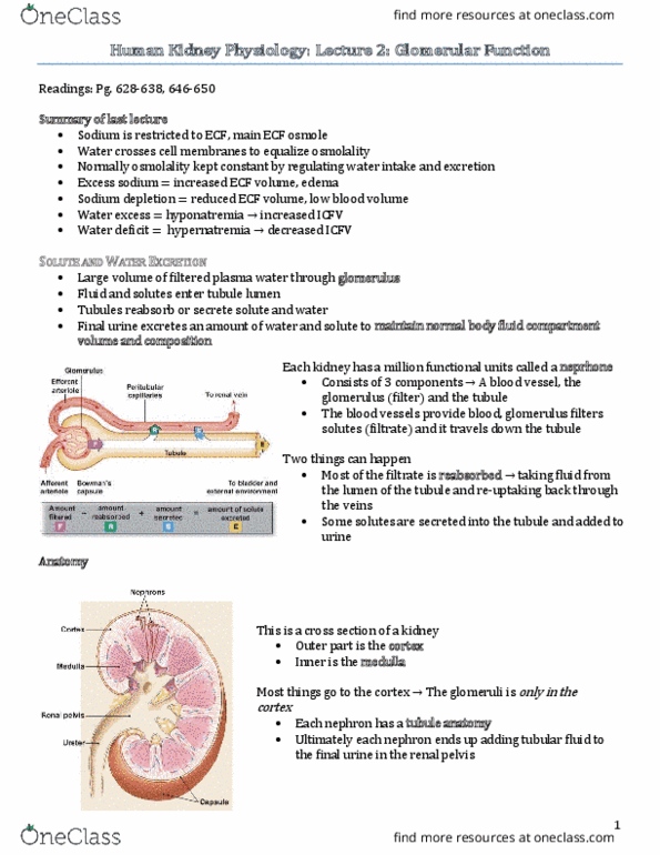 PSL301H1 Lecture Notes - Lecture 20: Distal Convoluted Tubule, Afferent Arterioles, Renal Blood Flow thumbnail