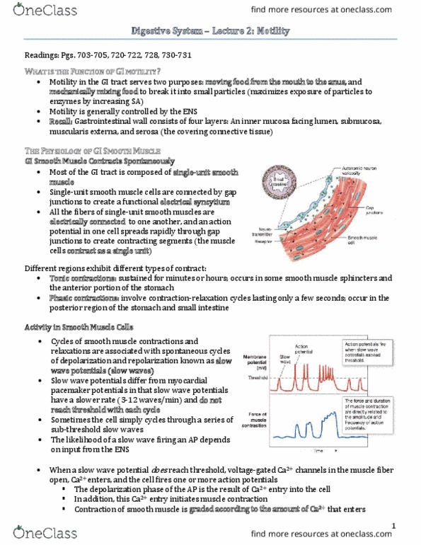 PSL301H1 Lecture Notes - Lecture 28: Slow-Wave Potential, Esophagus, Migrating Motor Complex thumbnail