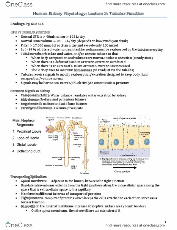 PSL301H1 Lecture Notes - Lecture 21: Distal Convoluted Tubule, Proximal Tubule, Active Transport thumbnail