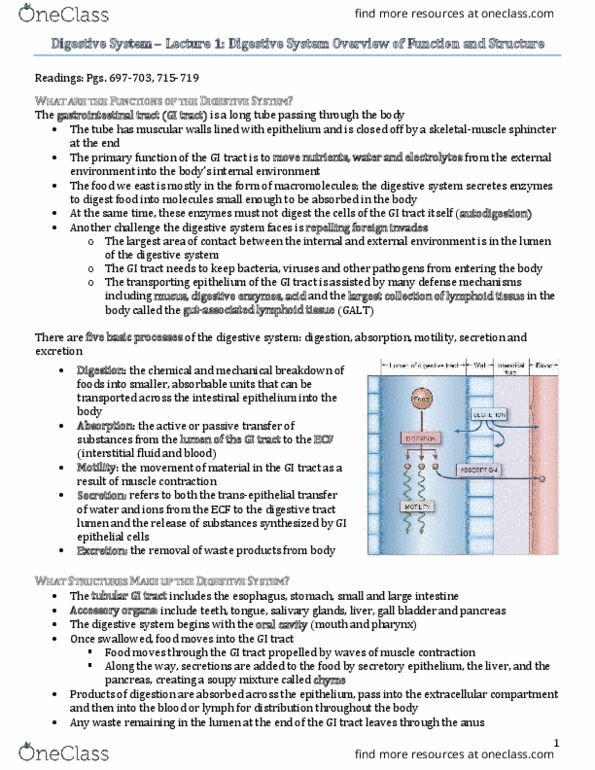 PSL301H1 Lecture Notes - Lecture 27: Muscularis Mucosae, Intestinal Epithelium, Ileocecal Valve thumbnail