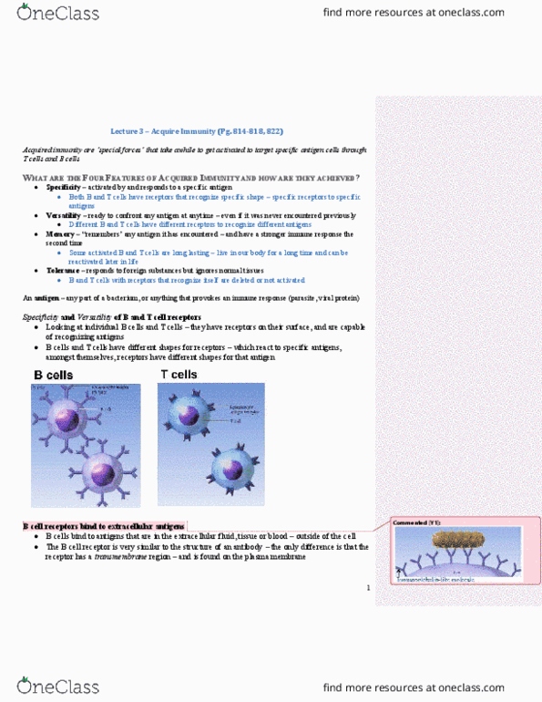 PSL301H1 Lecture Notes - Lecture 3: B-Cell Receptor, Fragment Antigen-Binding, Rna Splicing thumbnail