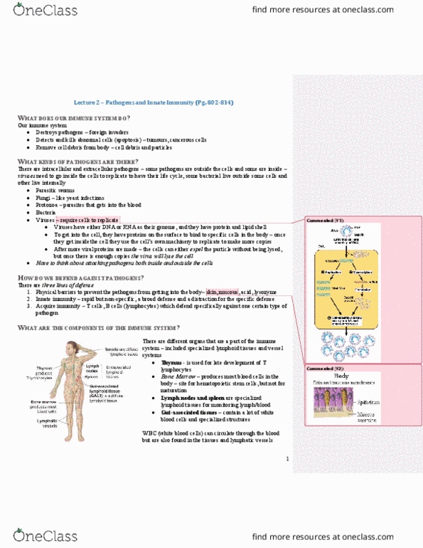 PSL301H1 Lecture Notes - Lecture 2: Natural Killer Cell, Lymph Node, Lymphatic Vessel thumbnail