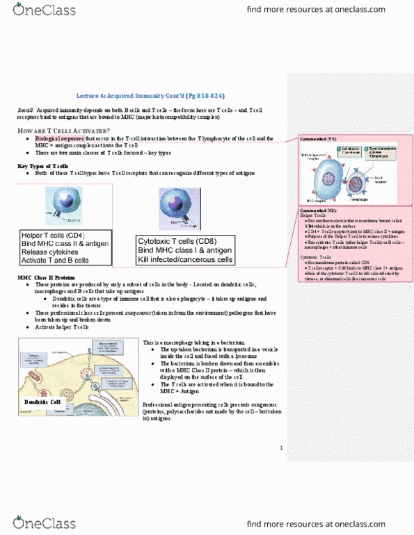 PSL301H1 Lecture Notes - Lecture 4: T Helper Cell, Antigen-Presenting Cell, Mhc Class Ii thumbnail