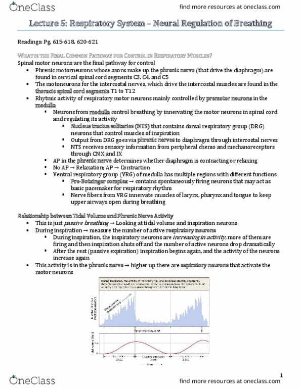 PSL301H1 Lecture Notes - Lecture 17: Respiratory Center, Dorsal Respiratory Group, Ventral Respiratory Group thumbnail