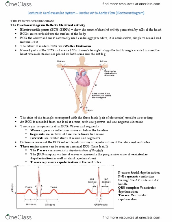 PSL301H1 Lecture Notes - Lecture 8: Qrs Complex, Atrioventricular Node, Atrial Fibrillation thumbnail
