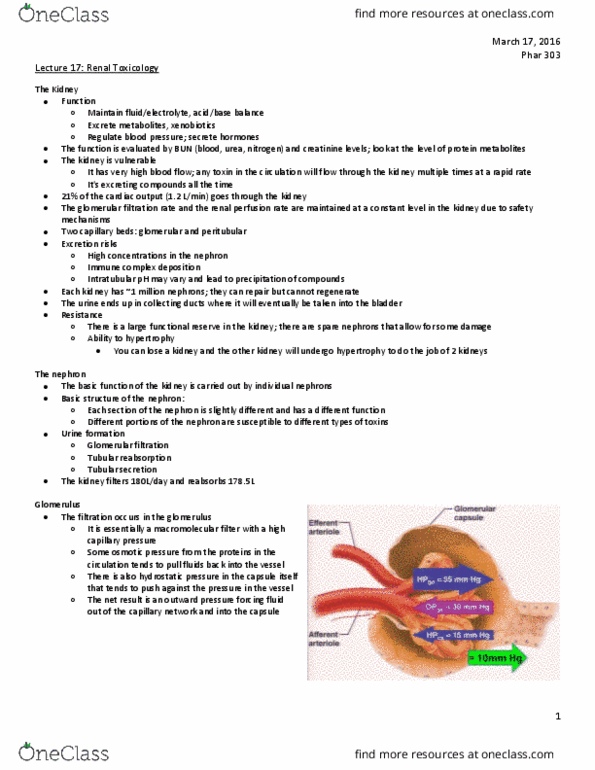 PHAR 303 Lecture Notes - Lecture 17: Distal Convoluted Tubule, Proximal Tubule, Renal Function thumbnail