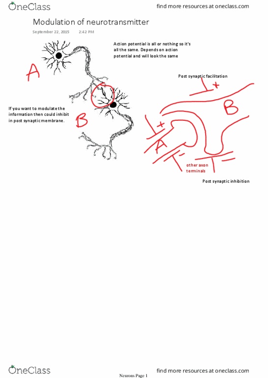 KIN 155 Lecture Notes - Lecture 1: Sliding Filament Theory, Motor Unit, Extraocular Muscles thumbnail