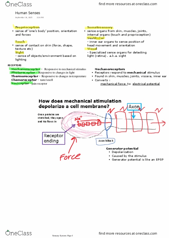 KIN 155 Lecture Notes - Lecture 2: Golgi Tendon Organ, Muscle Spindle, Axon Hillock thumbnail