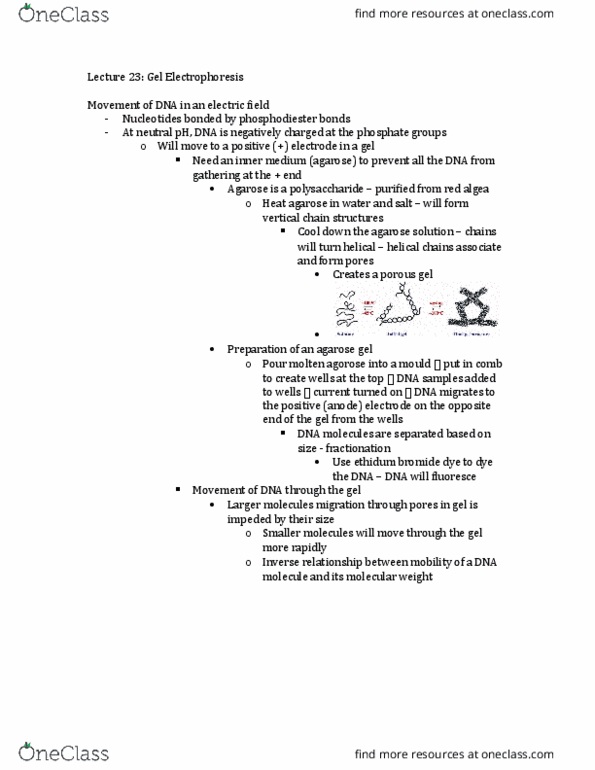 BIOL 2030 Lecture Notes - Lecture 23: Bamhi, Ecori, Palindromic Sequence thumbnail