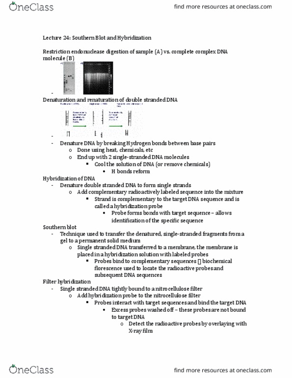 BIOL 2030 Lecture Notes - Lecture 24: Restriction Fragment Length Polymorphism, Chromosome, Sickle-Cell Disease thumbnail