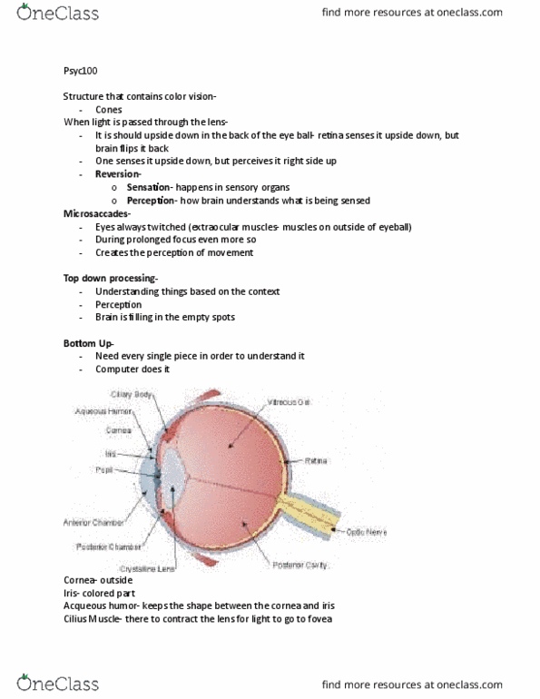 PSYC 100 Lecture Notes - Lecture 8: Interposition, Extraocular Muscles, Vitreous Body thumbnail