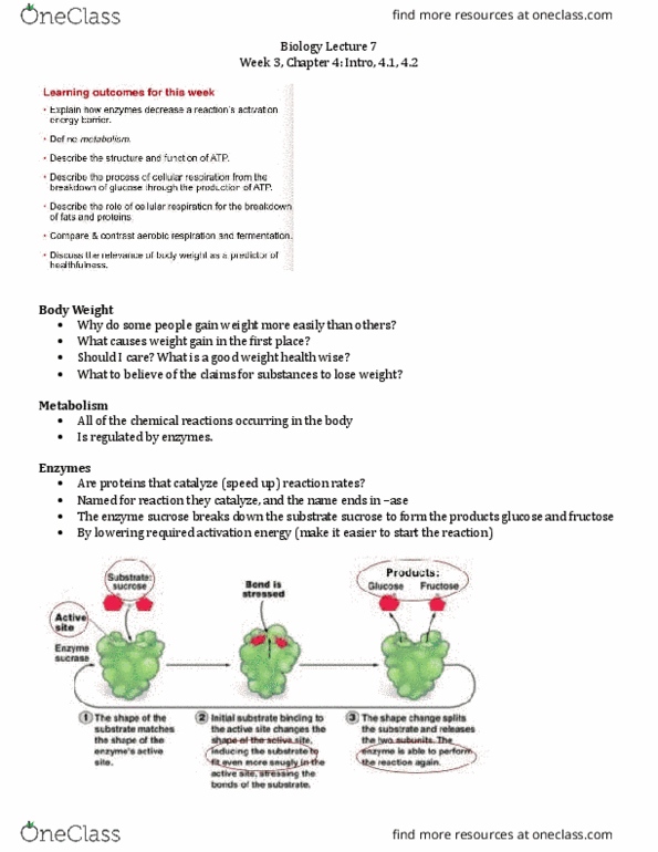 BIOL 1020 Lecture Notes - Lecture 7: Adenosine Triphosphate, Basal Metabolic Rate, Food Energy thumbnail