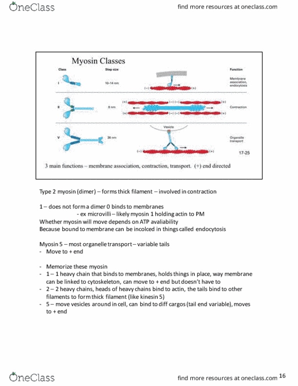 Biology 2382B Lecture Notes - Lecture 21: Rigor Mortis, Atp Hydrolysis, Immunoglobulin Light Chain thumbnail