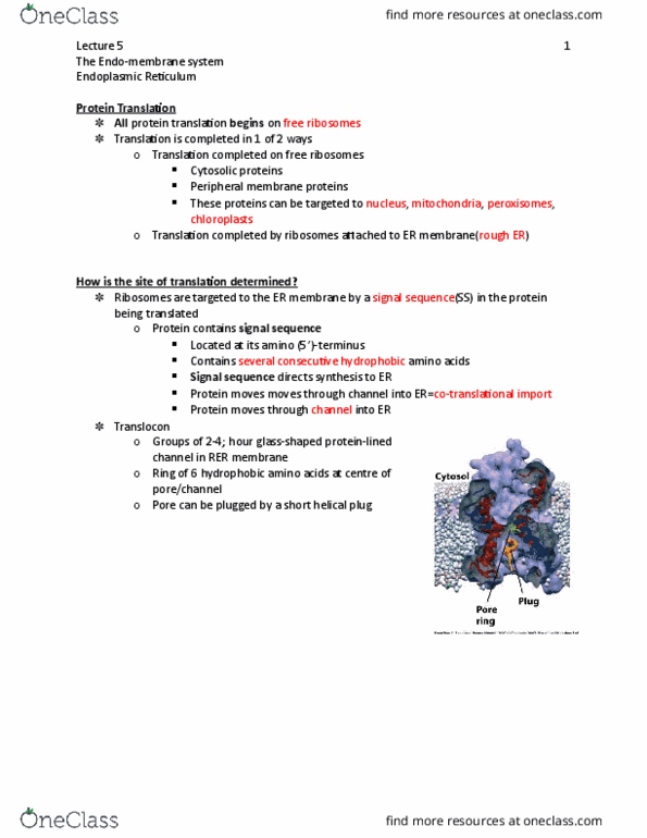 BIOL 1090 Lecture Notes - Lecture 5: Cell Membrane, Lysosome, Lipid Bilayer thumbnail