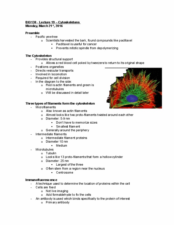 BIO130H1 Lecture Notes - Lecture 19: Mitosis, Interphase, Hydrolysis thumbnail