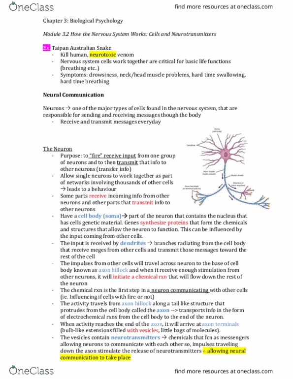 PSY100H1 Chapter Notes - Chapter 3: Nociceptor, Sympathetic Nervous System, Axon Hillock thumbnail