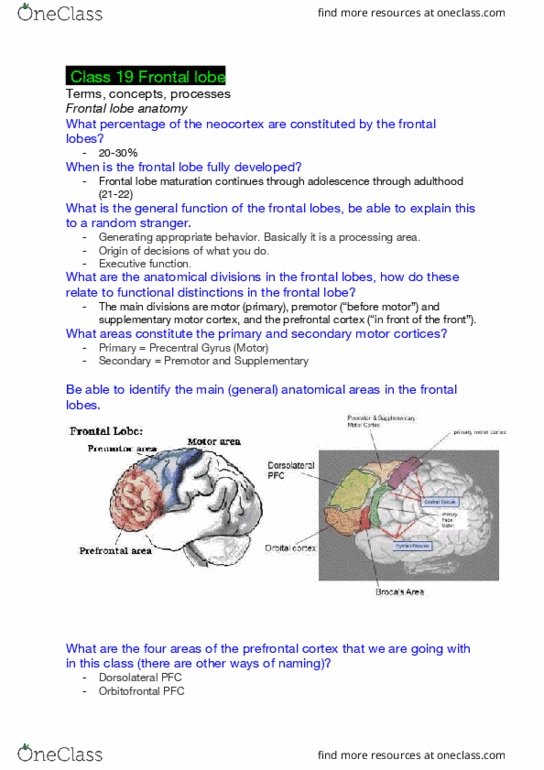01:830:310 Lecture Notes - Lecture 19: Dorsolateral Prefrontal Cortex, Supplementary Motor Area, Posterior Parietal Cortex thumbnail
