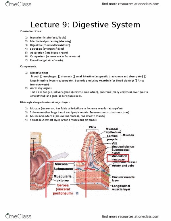 BIOB33H3 Lecture Notes - Lecture 9: Kupffer Cell, Glossary Of Dentistry, Dense Irregular Connective Tissue thumbnail