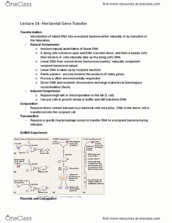 BSCI 223 Lecture Notes - Lecture 14: Multiple Drug Resistance, Antimicrobial Resistance, Pilus thumbnail