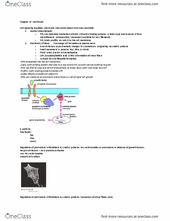 BI236 Lecture Notes - Lecture 12: Immunoglobulin Heavy Chain, Dynactin, Phagocytosis thumbnail