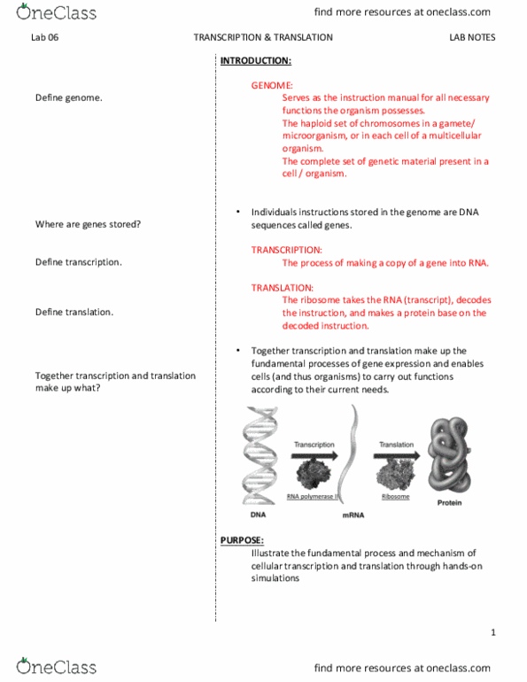 BIO SCI 93 Lecture Notes - Lecture 6: Missense Mutation, Frameshift Mutation, Stop Codon thumbnail