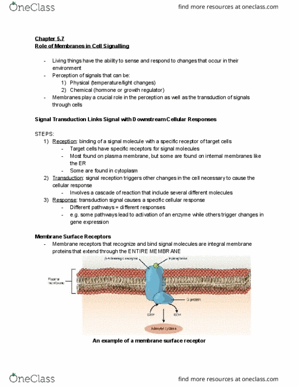 BIO 1140 Chapter 5.7: Role of Membranes in Signal Transduction thumbnail