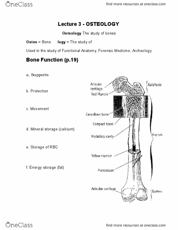 KIN 2320 Lecture Notes - Lecture 3: Ear Canal, Long Bone, Epicondyle thumbnail