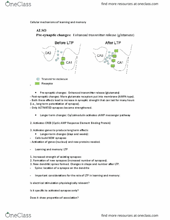 BIOL 1F25 Lecture Notes - Lecture 15: Long-Term Potentiation, Neocortex, Cyclic Adenosine Monophosphate thumbnail