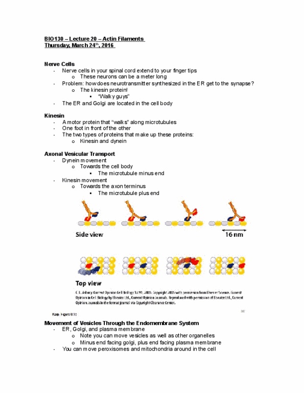 BIO130H1 Lecture Notes - Lecture 20: Atp Hydrolysis, Kinesin, Dynein thumbnail