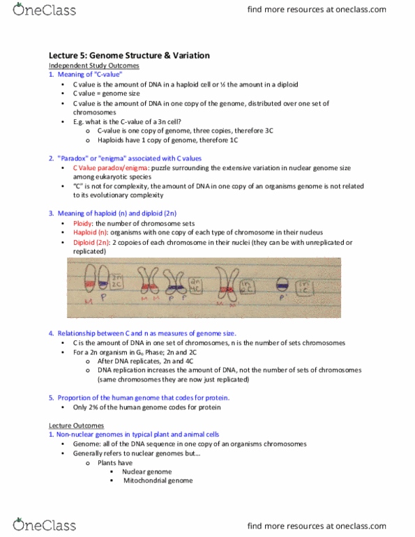 Biology 1001A Lecture Notes - Lecture 5: Dna Replication, Genome Size, Ploidy thumbnail