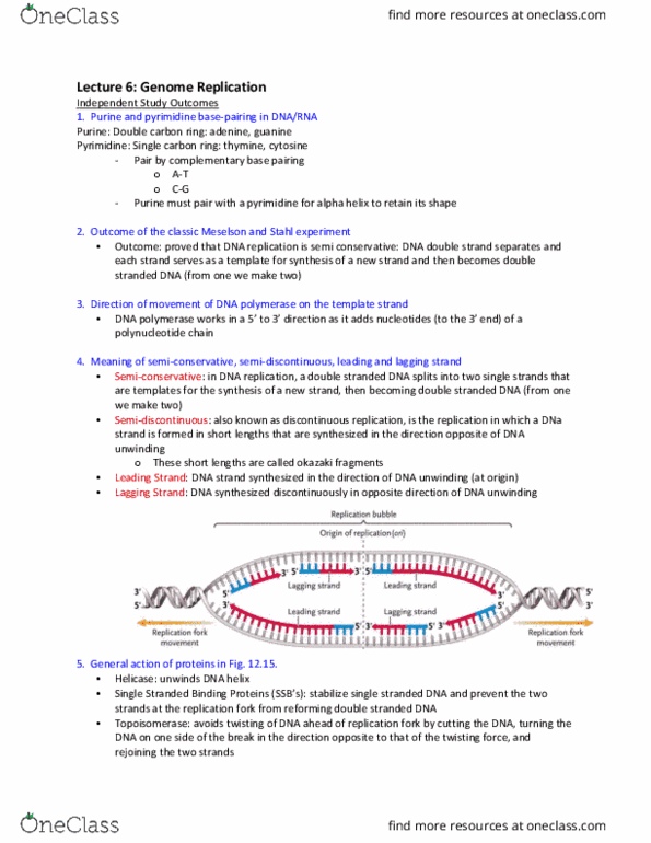 Biology 1001A Lecture Notes - Lecture 6: Okazaki Fragments, Nucleic Acid Double Helix, Alpha Helix thumbnail
