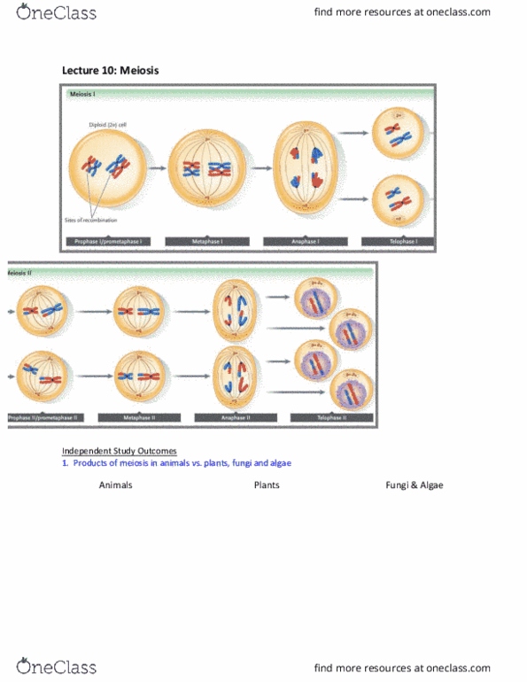 Biology 1001A Lecture Notes - Lecture 10: Meiosis, Ploidy, Mitosis thumbnail