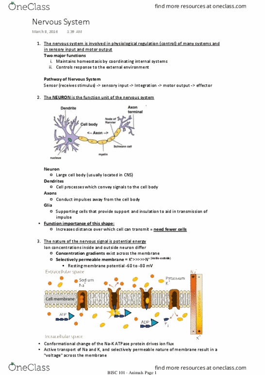 BISC 101 Lecture Notes - Lecture 16: Myelin, Membrane Potential, Nerve Net thumbnail