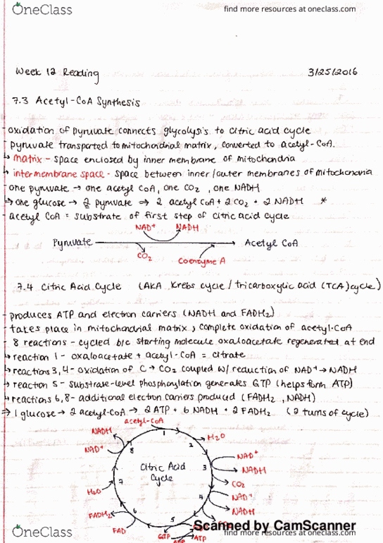 BIOL 112 Chapter Notes - Chapter 7: Loyola Jesuit College, Common Interface, Tses thumbnail