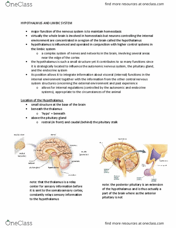 Physiology 2130 Lecture Notes - Lecture 1: Posterior Pituitary, Paraventricular Nucleus Of Hypothalamus, Leptin Receptor thumbnail