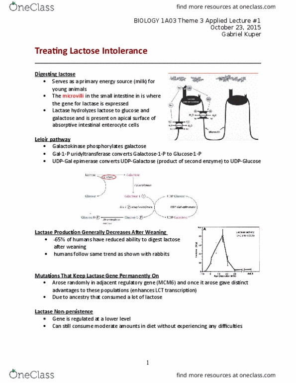 BIOLOGY 1A03 Lecture Notes - Lecture 12: Leloir Pathway, Lactose Intolerance, Mcm6 thumbnail
