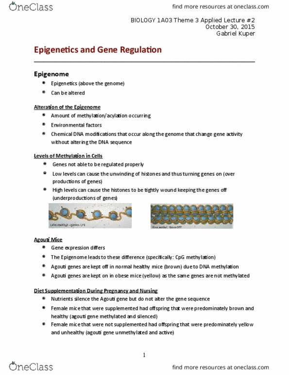 BIOLOGY 1A03 Lecture Notes - Lecture 10: Agouti Gene, Epigenome, Methylation thumbnail