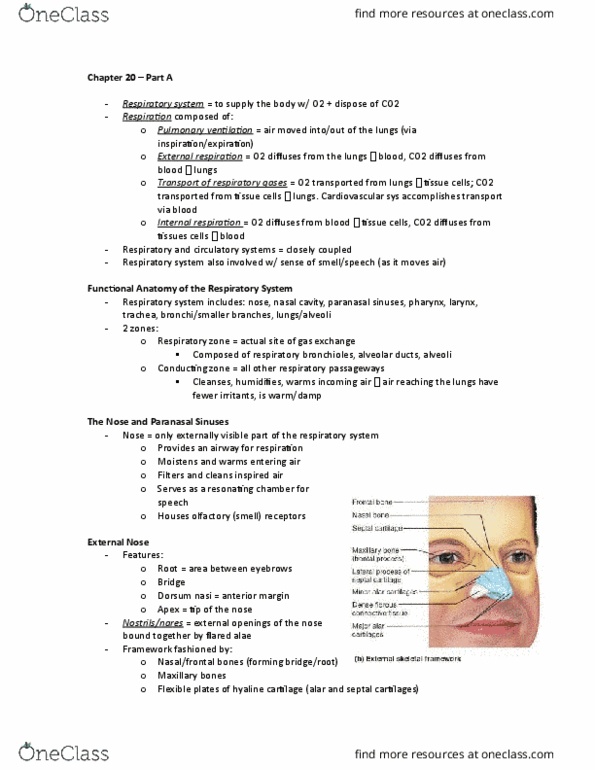 ANP 1105 Chapter Notes - Chapter 1: Stratified Squamous Epithelium, Posterior Nasal Apertures, Pseudostratified Columnar Epithelium thumbnail