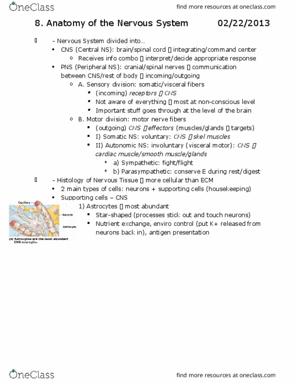 ANP 1106 Chapter Notes - Chapter 8: Postcentral Gyrus, Precentral Gyrus, Primary Motor Cortex thumbnail