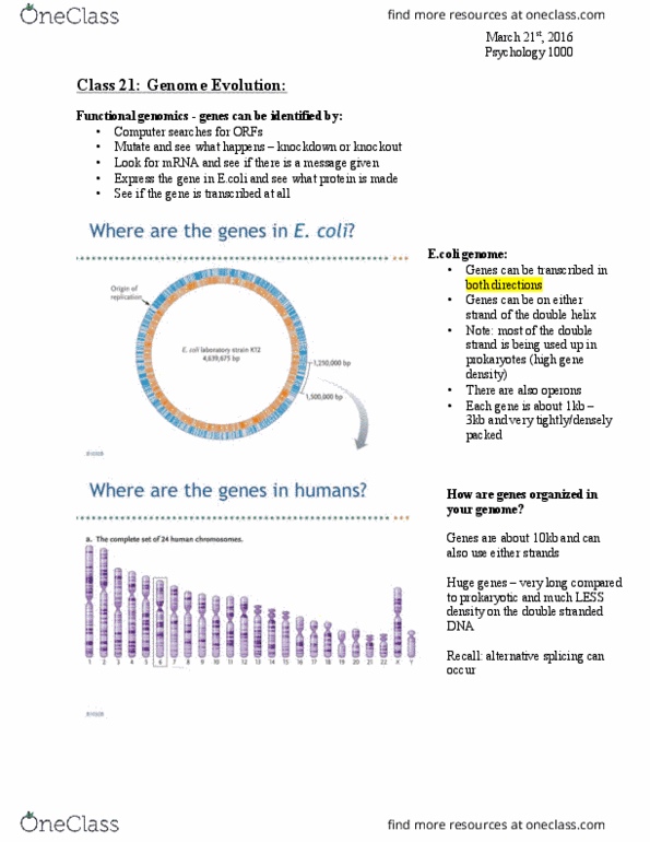Biology 1002B Lecture 21: Genome Evolution Mar 21 thumbnail