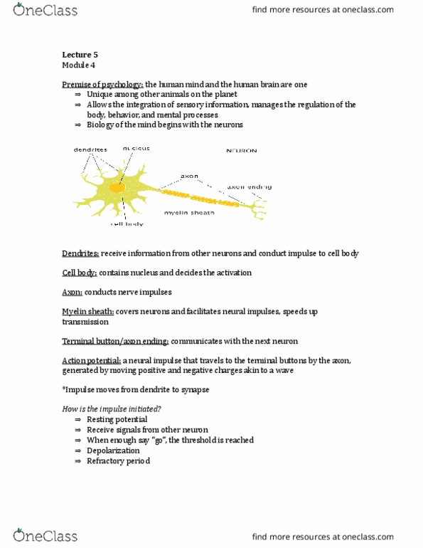PSYC 1000 Lecture Notes - Lecture 5: Myelin, Signal Strength In Telecommunications, Resting Potential thumbnail
