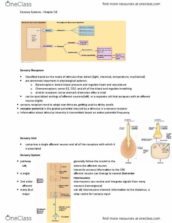 BIOLOGY 2A03 Lecture Notes - Lecture 22: Transient Receptor Potential Channel, Sensory Neuron, Cranial Nerves thumbnail