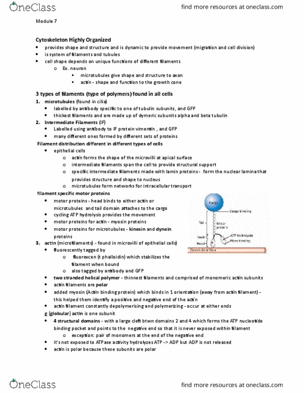 BIOLOGY 2B03 Lecture Notes - Lecture 7: Intermediate Filament, Depolymerization, Atp Hydrolysis thumbnail